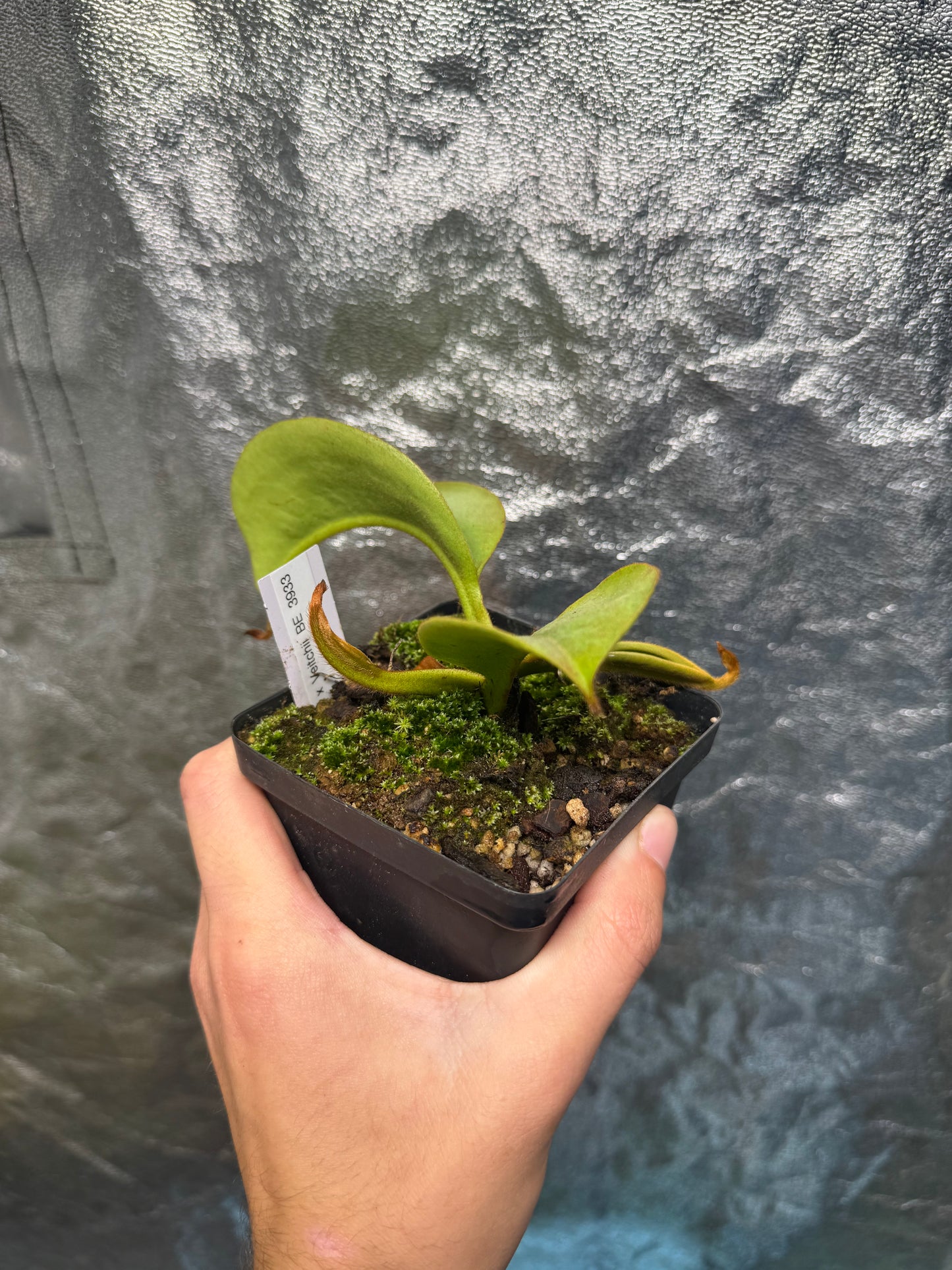 Tropical Pitcher-N. Robcantleyi x Veitchii BE3933 - Botanic Bites