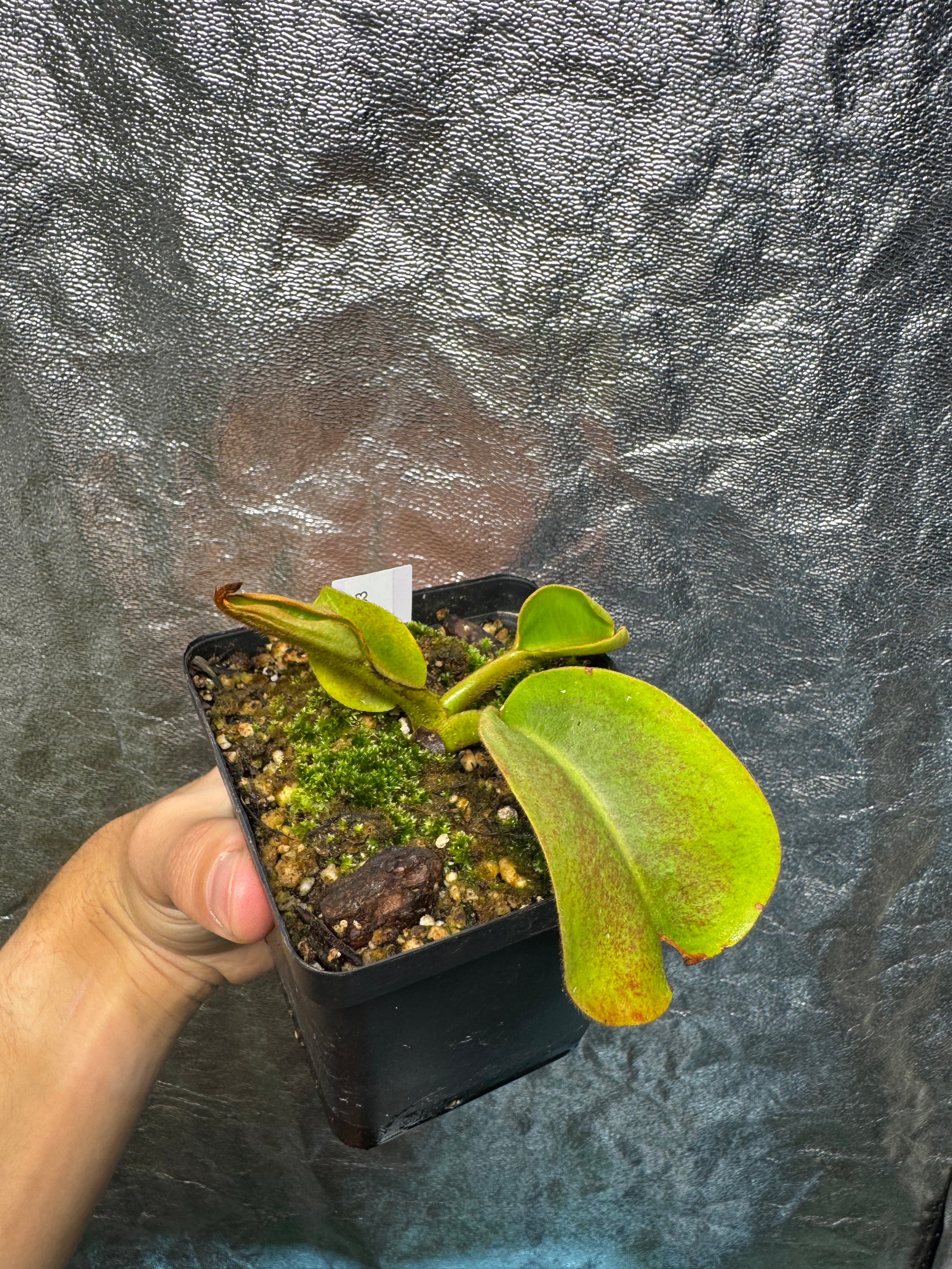 Tropical Pitcher-N. Robcantleyi x Veitchii BE3933 - Botanic Bites