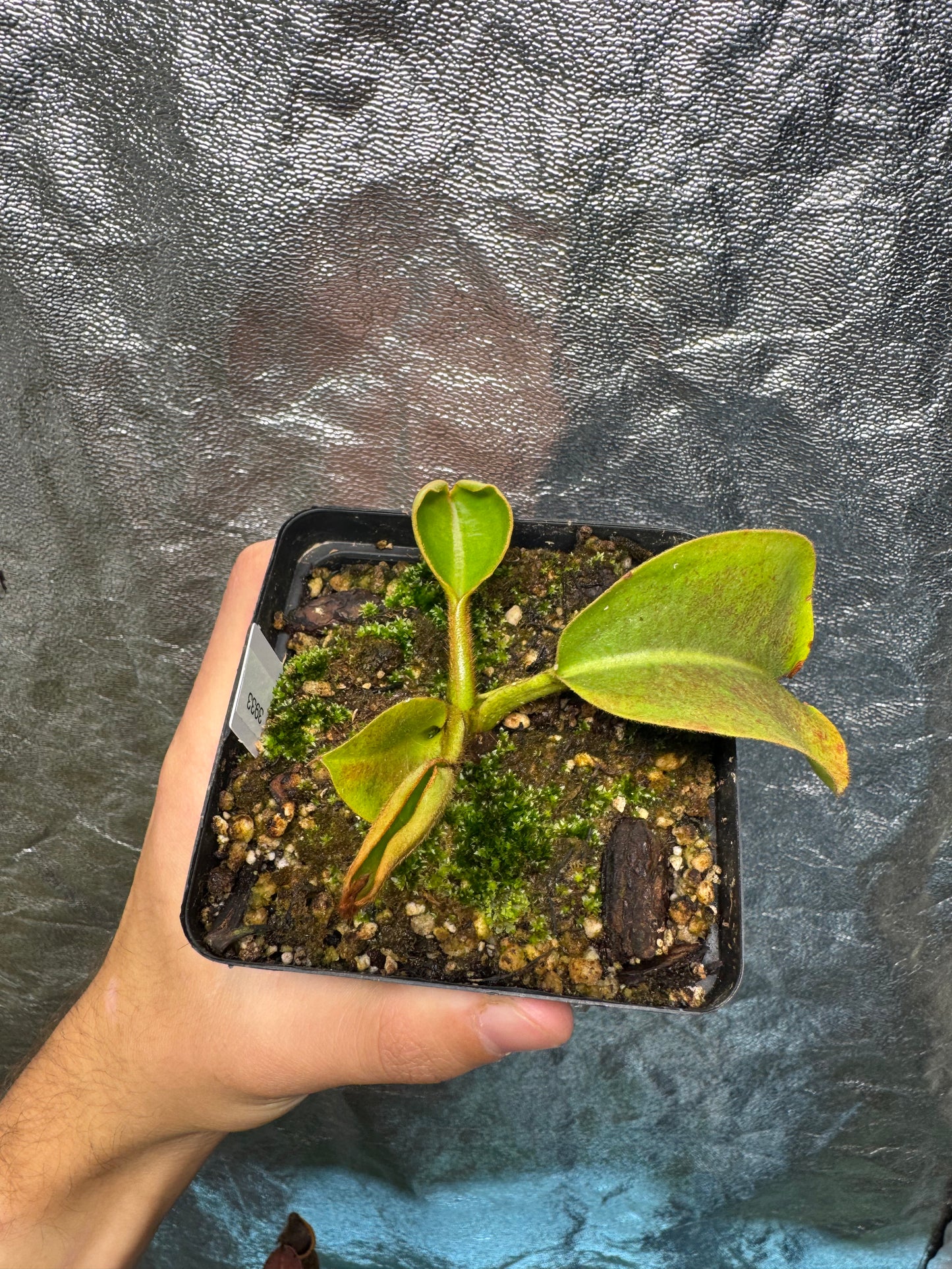 Tropical Pitcher-N. Robcantleyi x Veitchii BE3933 - Botanic Bites