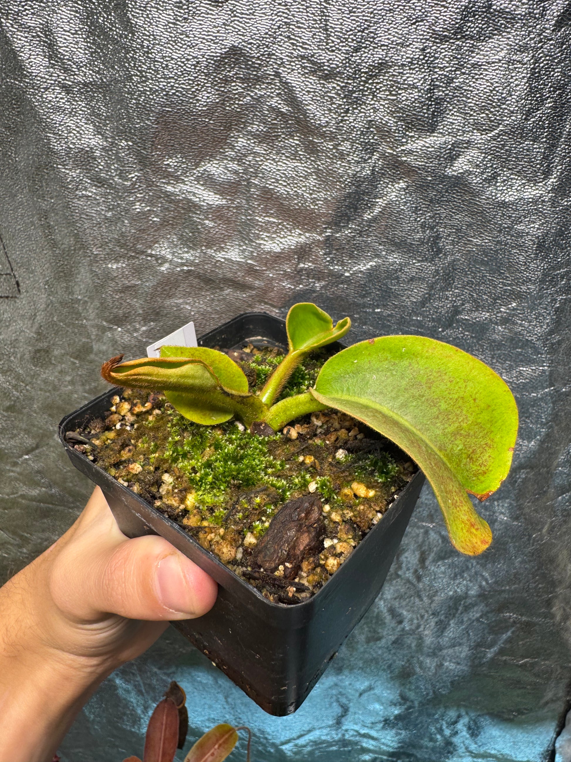 Tropical Pitcher-N. Robcantleyi x Veitchii BE3933 - Botanic Bites