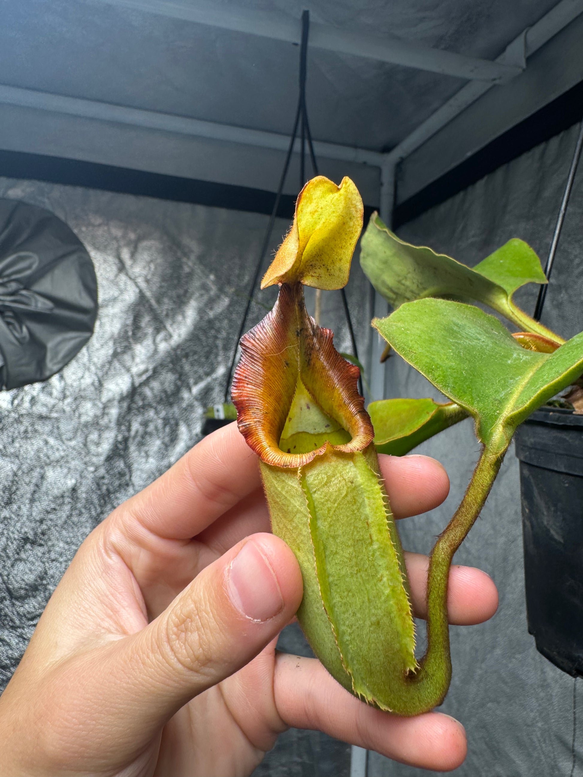 Tropical Pitcher-N. Robcantleyi x Veitchii BE3933 - Botanic Bites