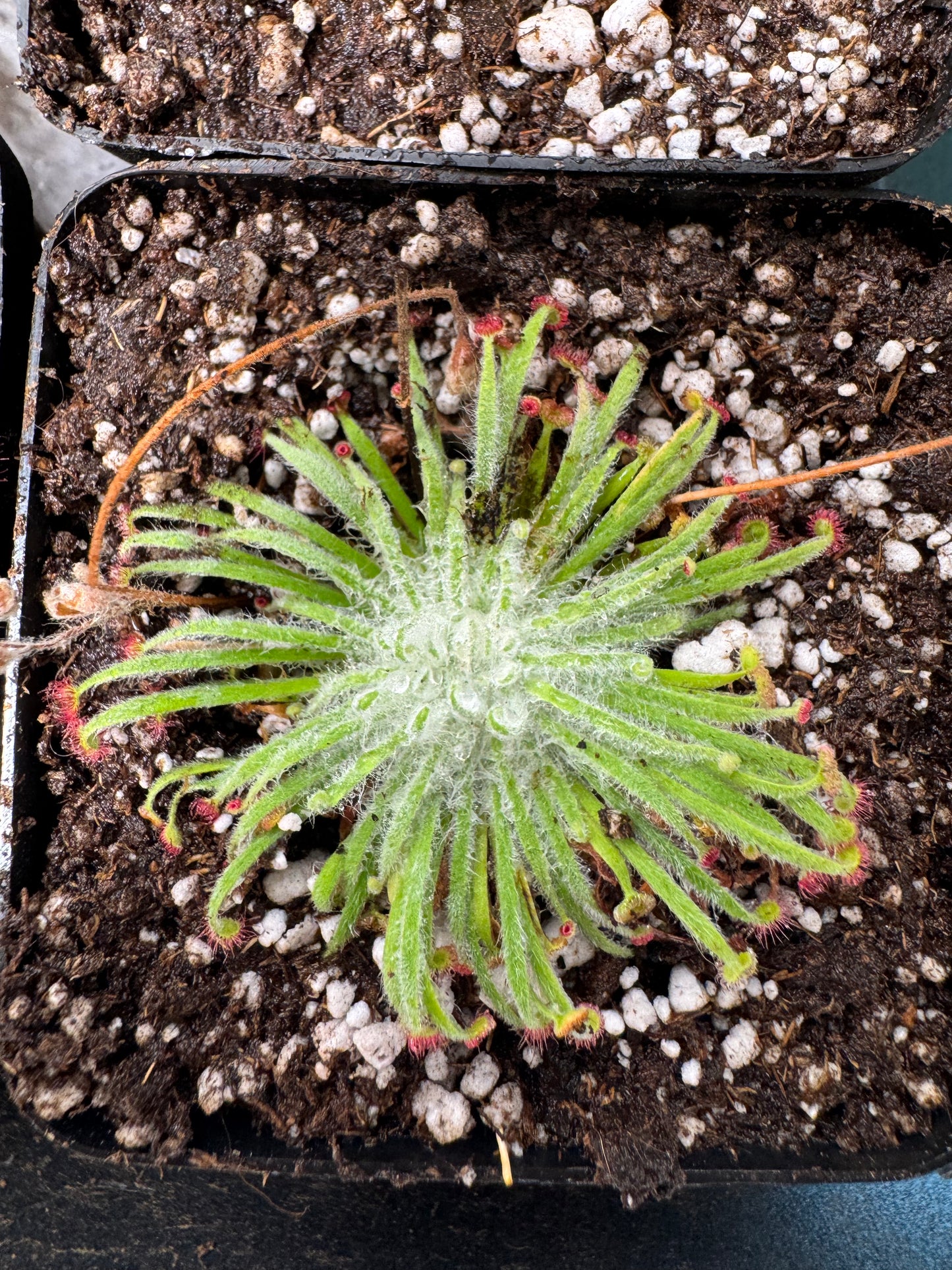 Woolly Sundew-D. Lanata