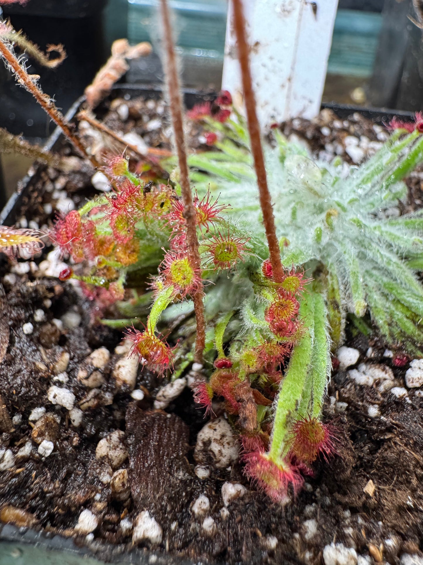 Woolly Sundew-D. Lanata