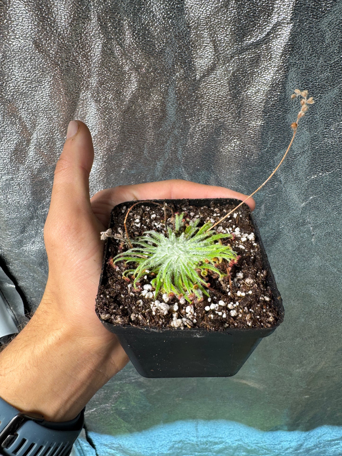 Woolly Sundew-D. Lanata