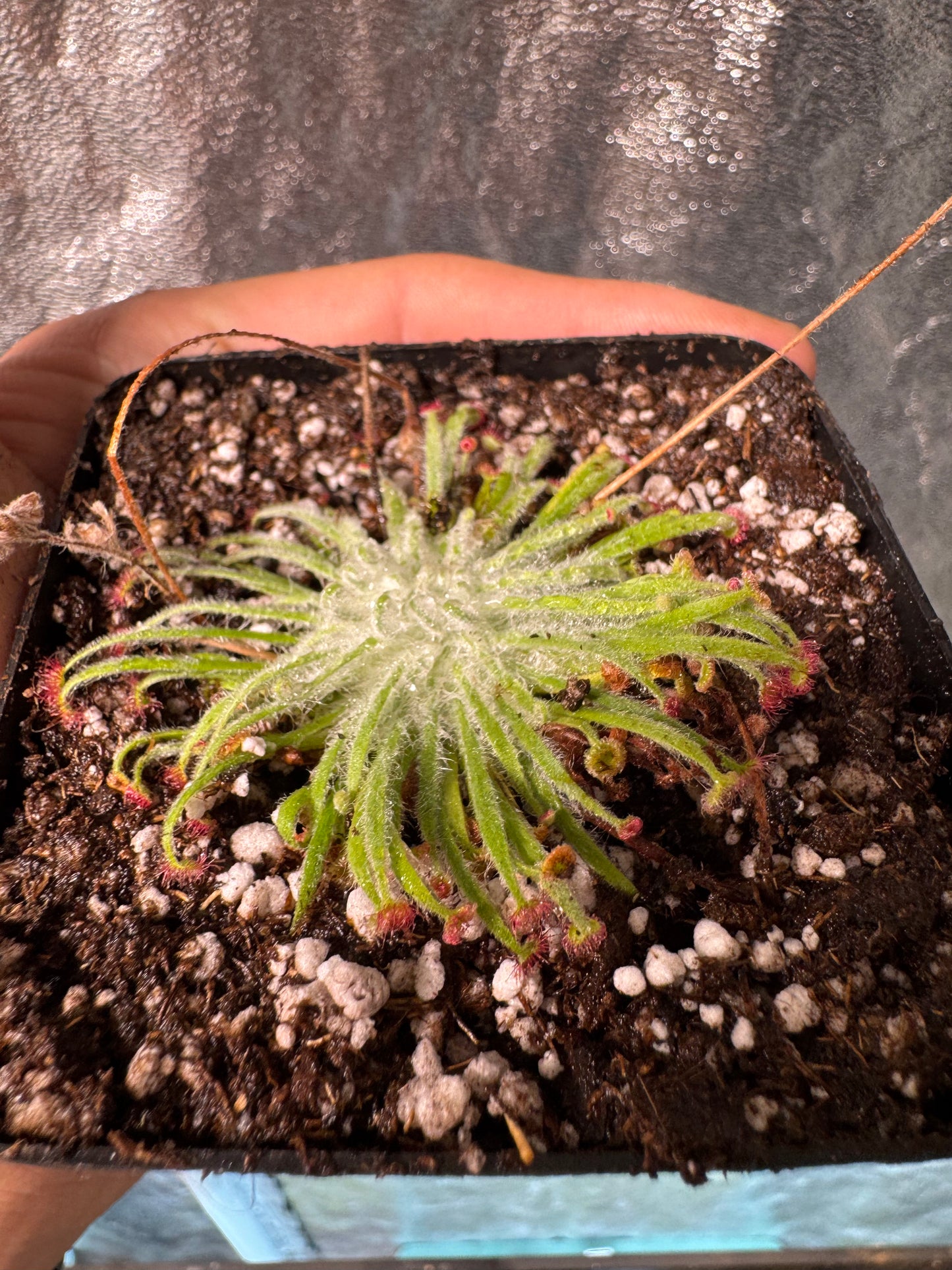 Woolly Sundew-D. Lanata
