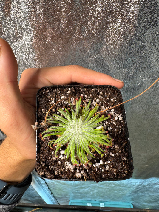 Woolly Sundew-D. Lanata