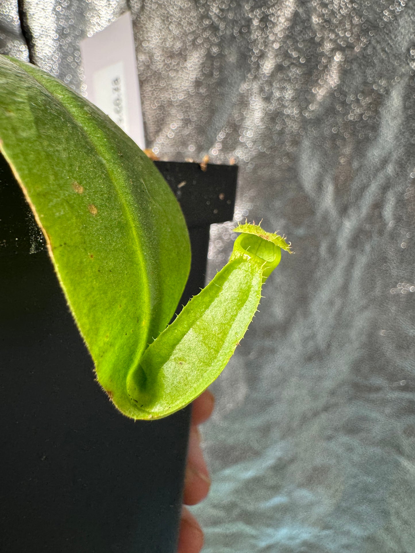 N. Khasiana