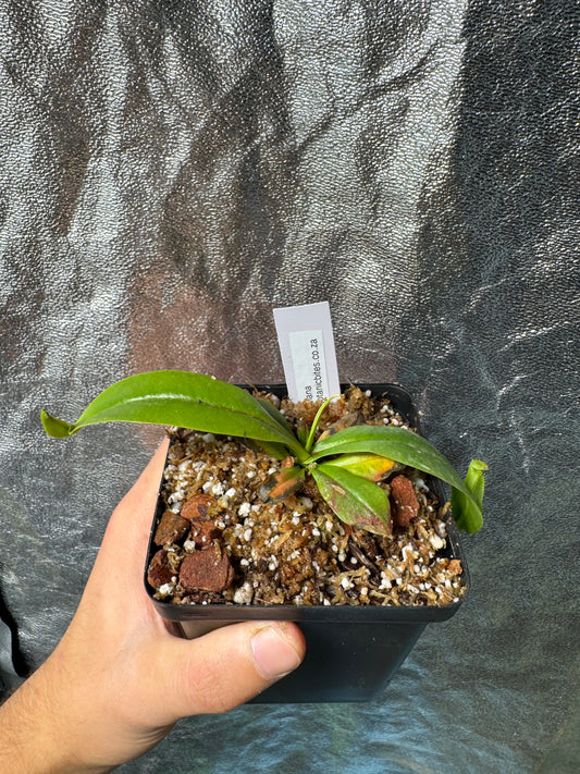 N. Khasiana