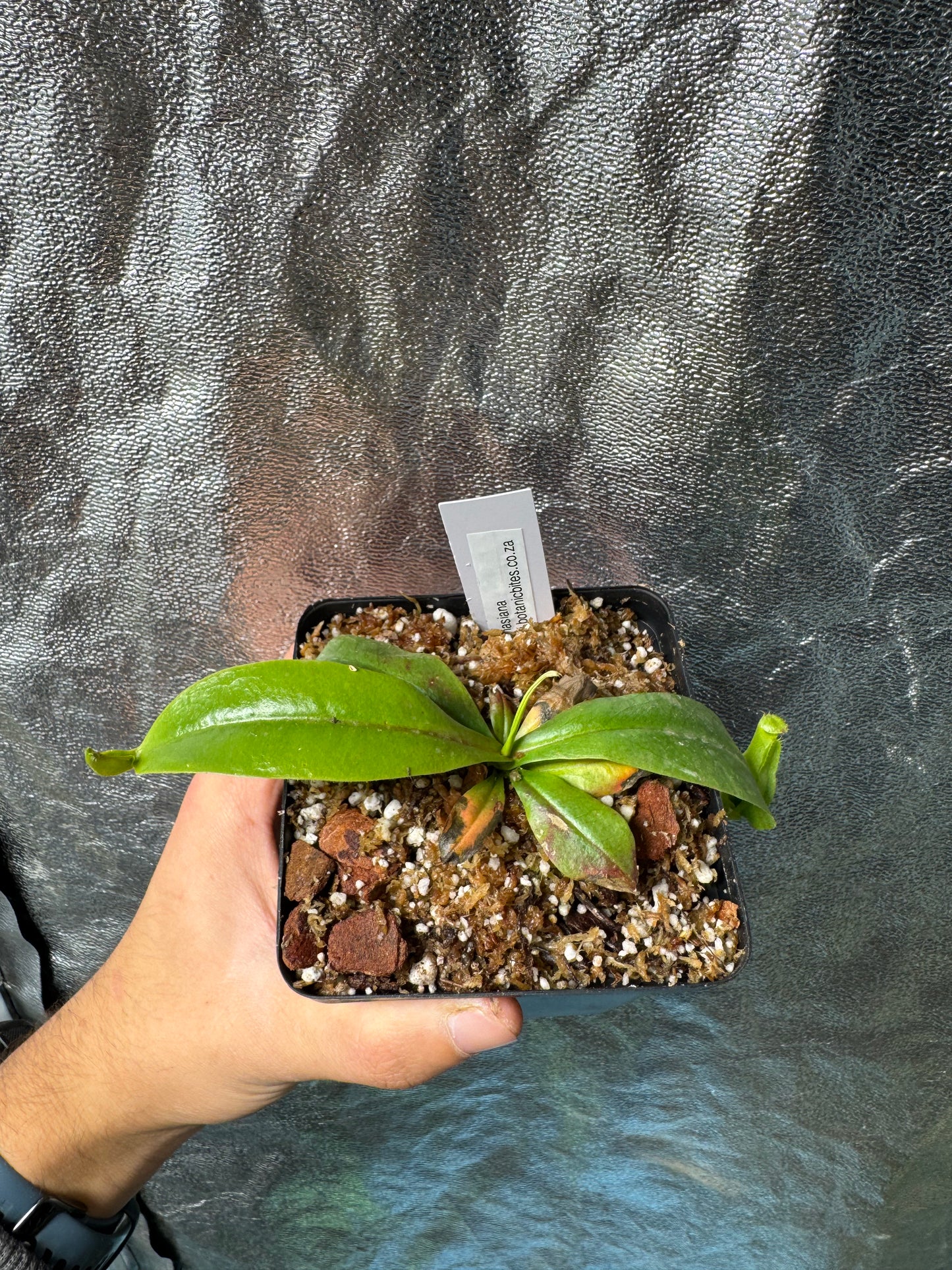 N. Khasiana