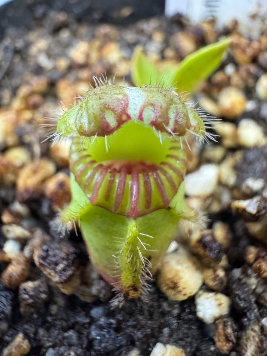 Cephalotus Follicularis "Diflora Giant"