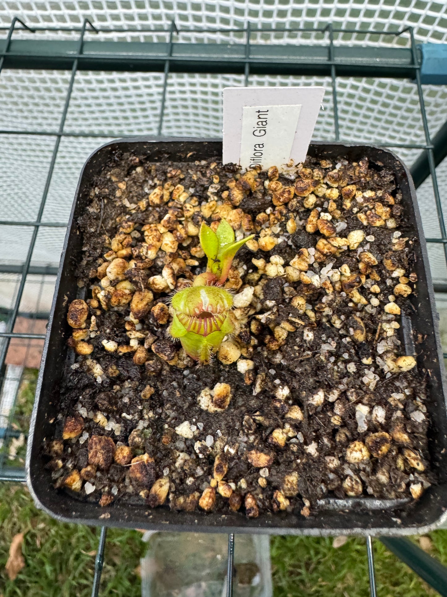 Cephalotus Follicularis "Diflora Giant"