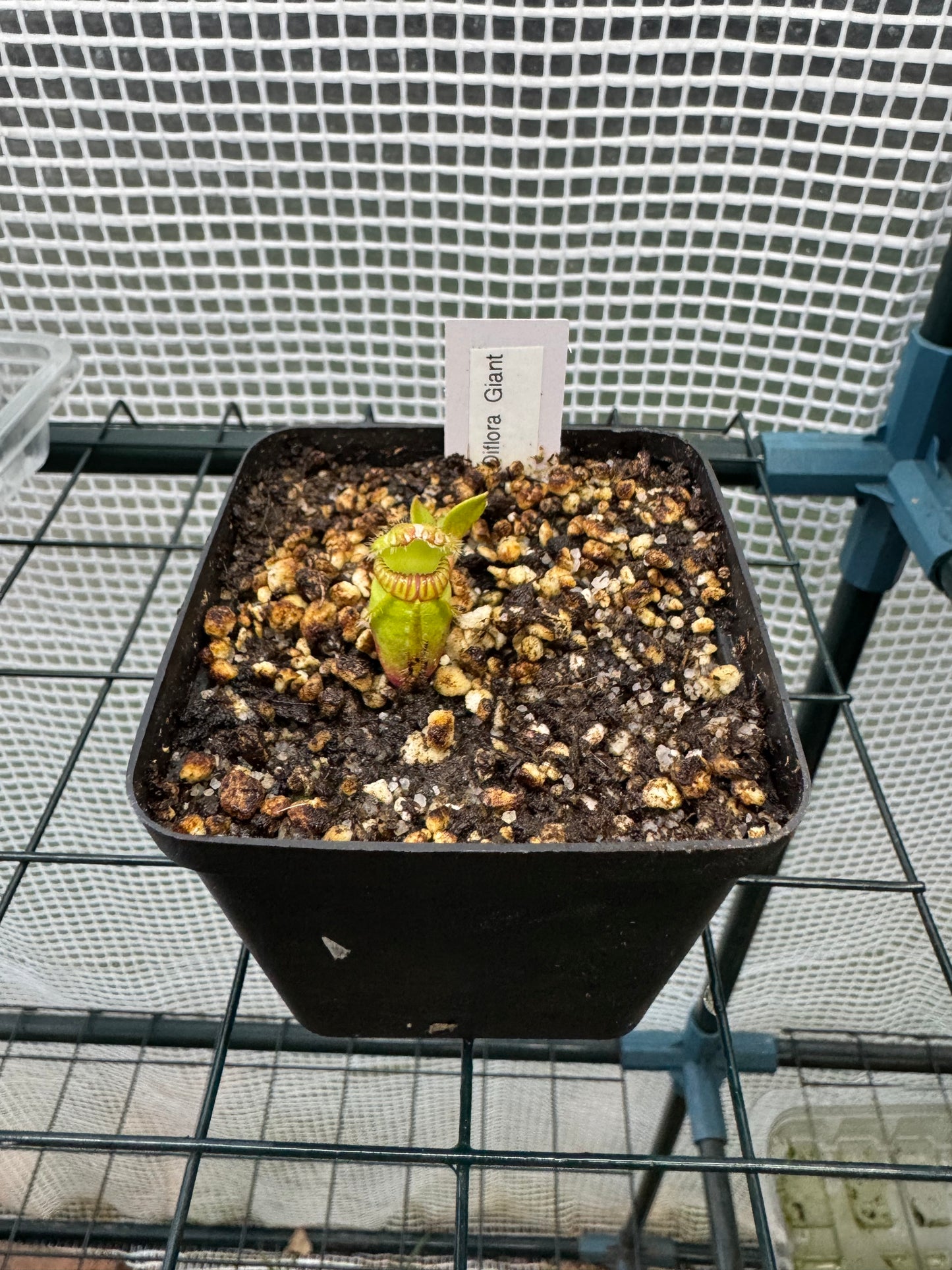 Cephalotus Follicularis "Diflora Giant"