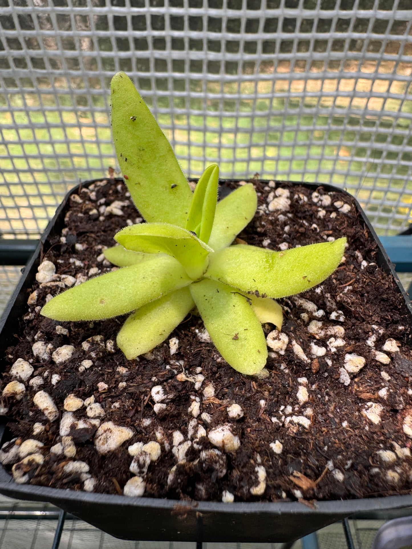 Butterwort-P. Gigantae x Moctezumae - Botanic Bites