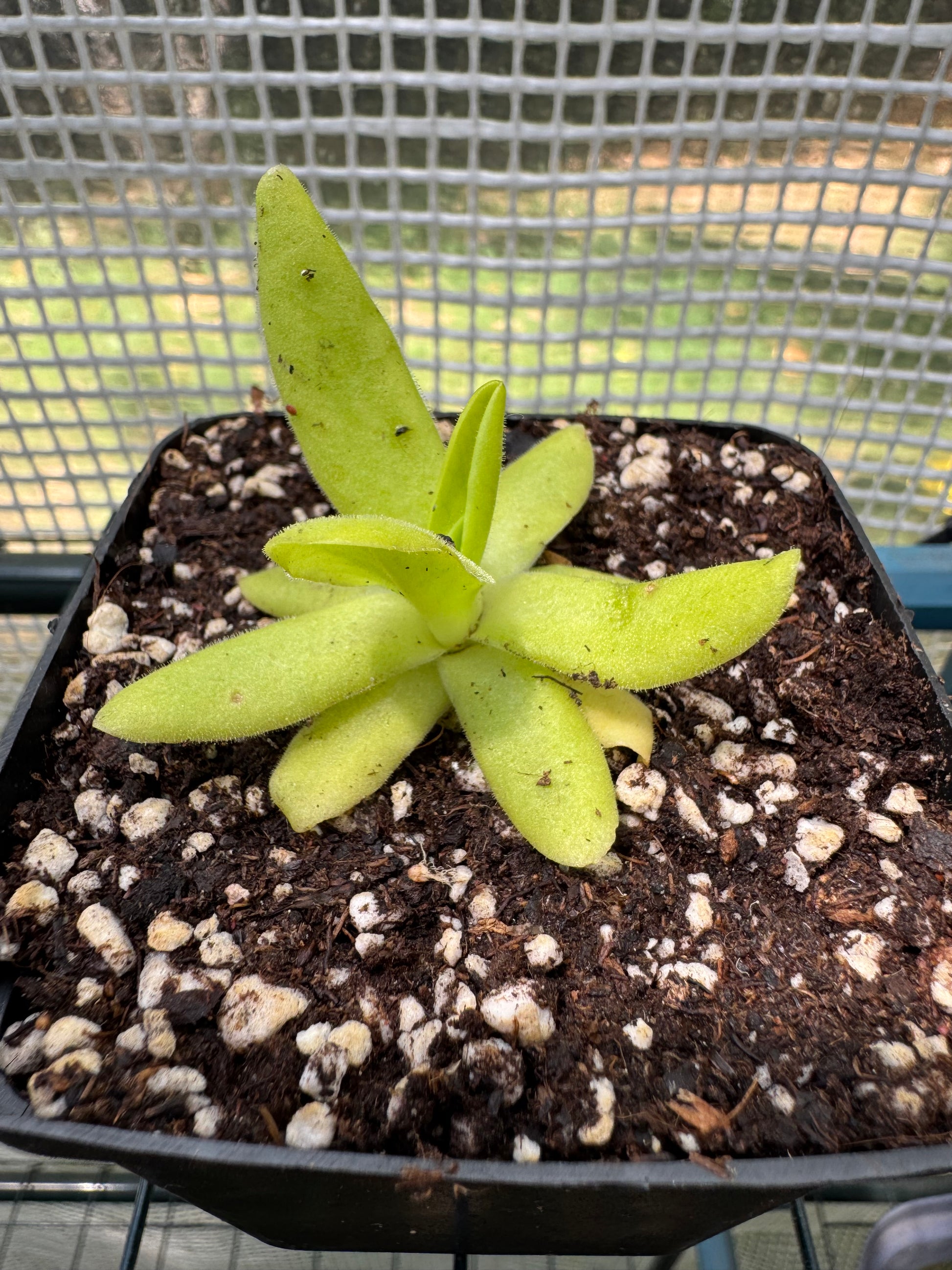 Butterwort-P. Gigantae x Moctezumae - Botanic Bites