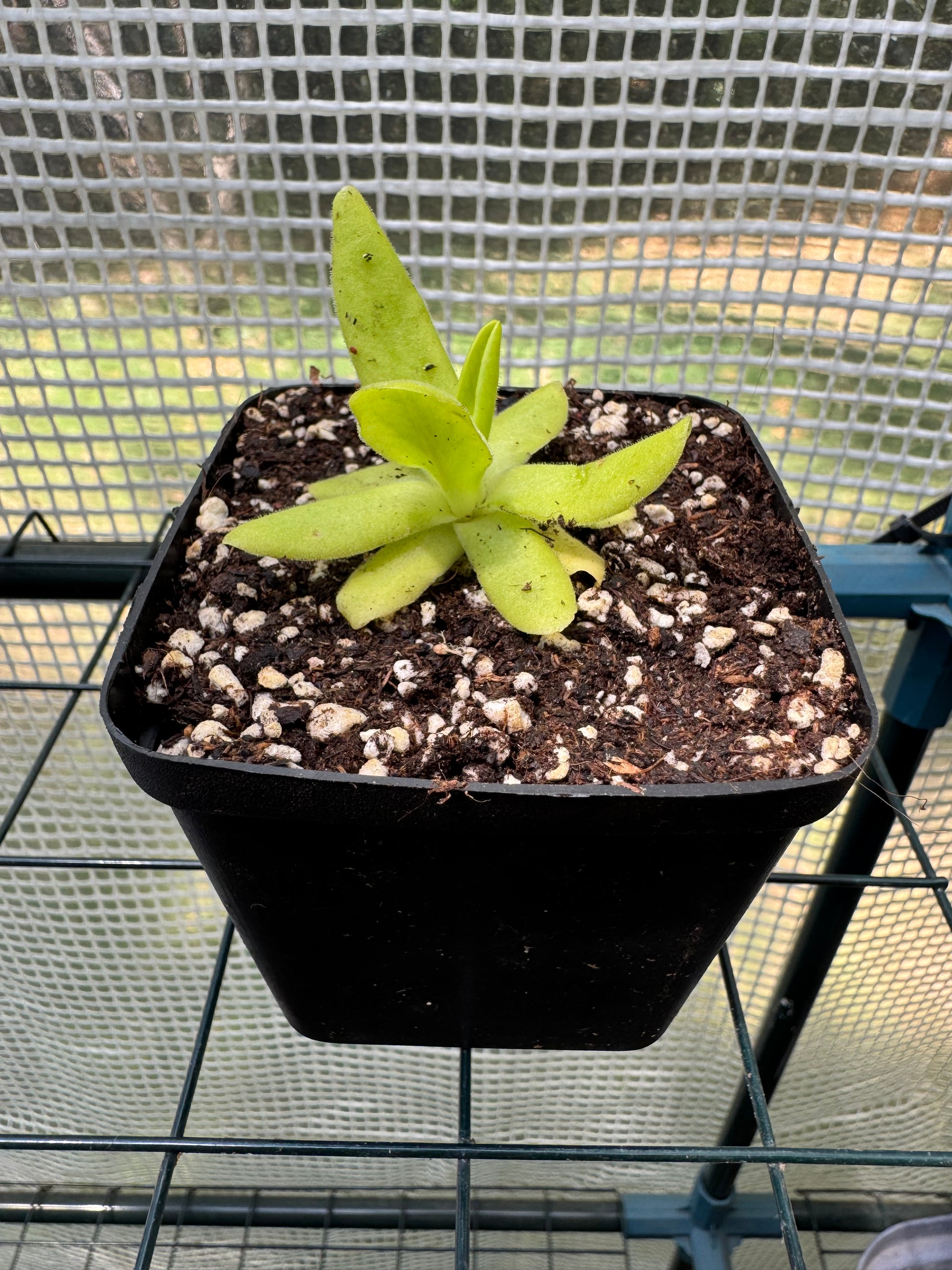 Butterwort-P. Gigantae x Moctezumae - Botanic Bites