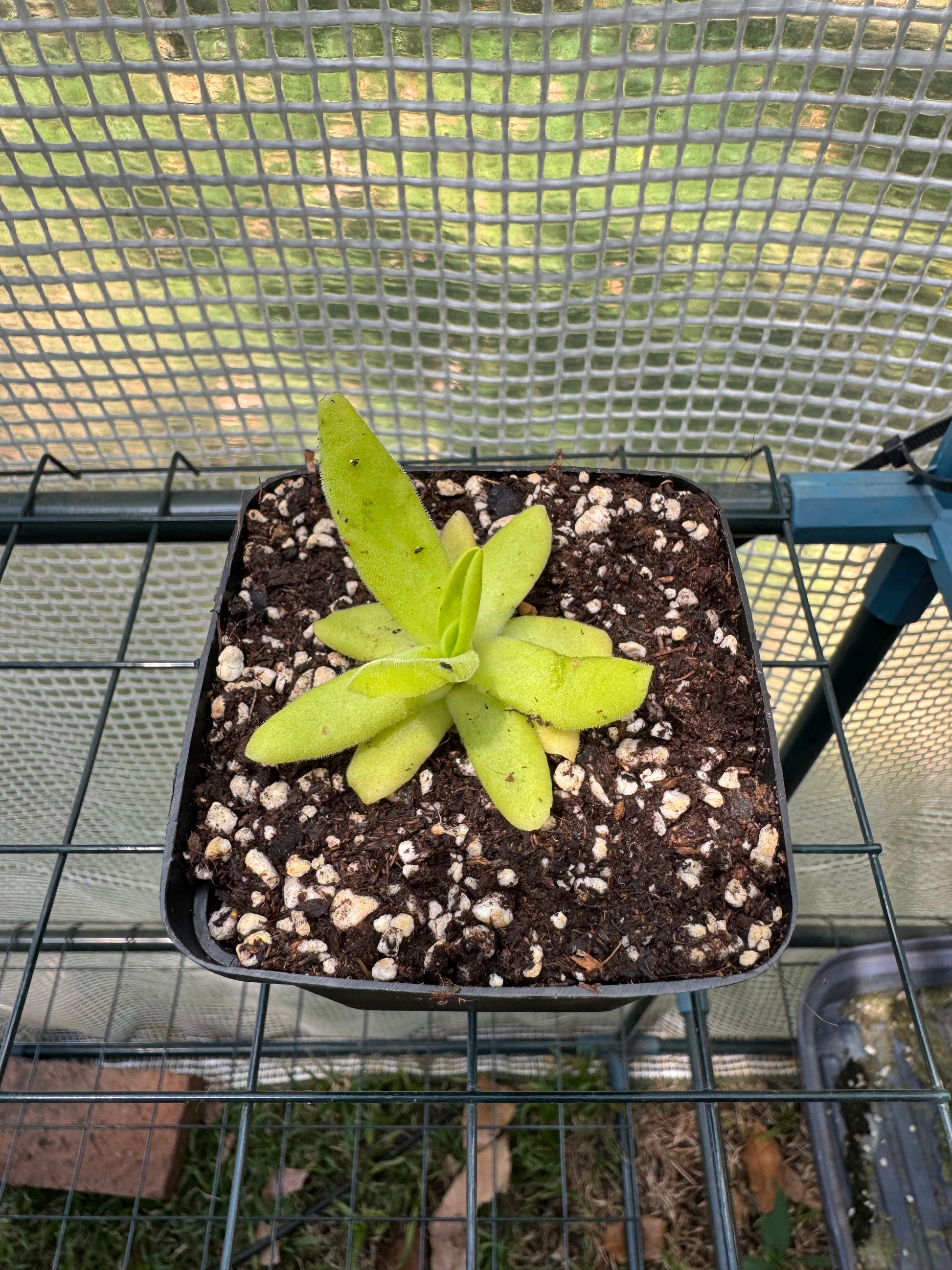 Butterwort-P. Gigantae x Moctezumae - Botanic Bites