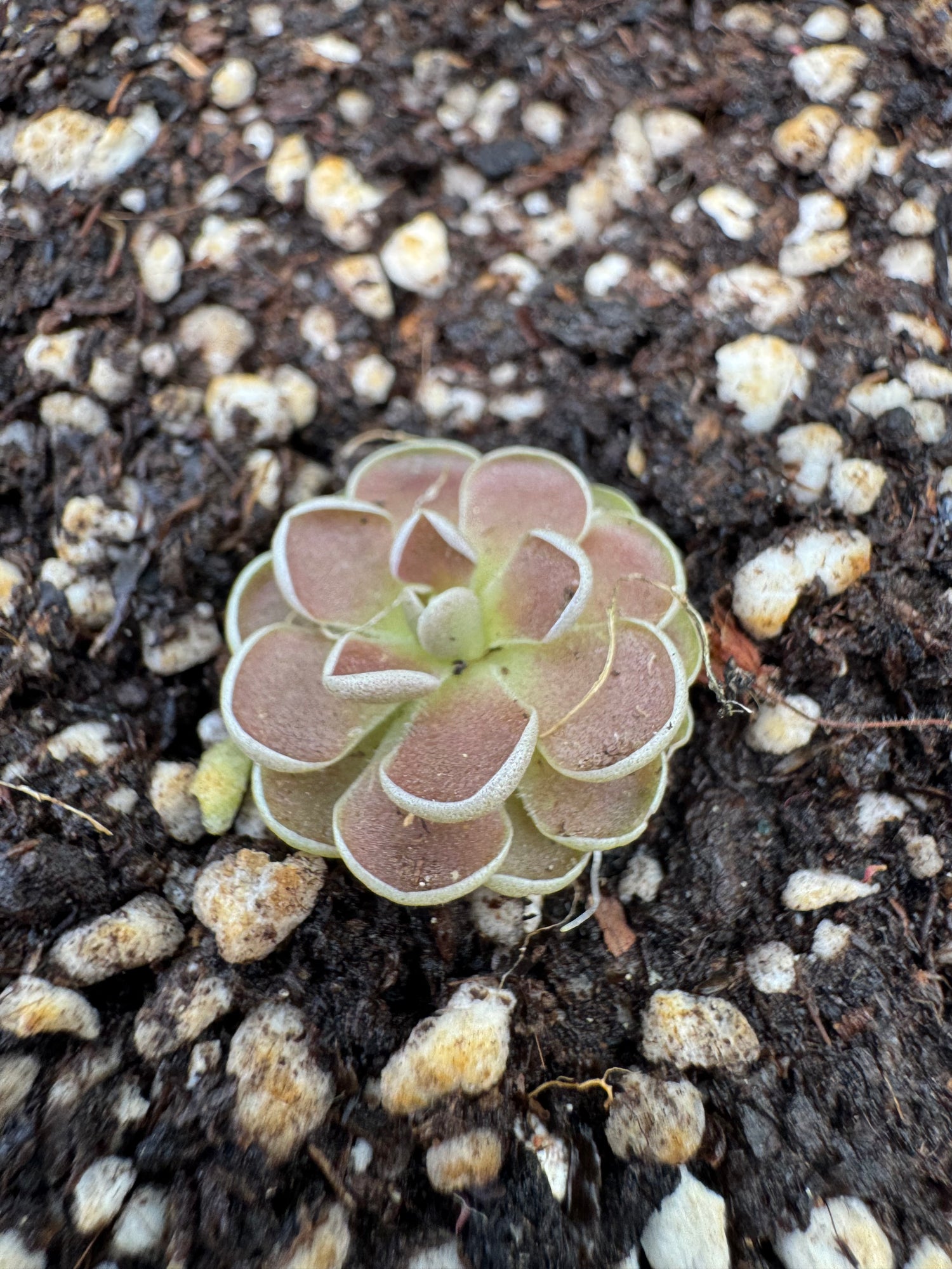 Butterwort-P. Ehlersiae - Botanic Bites