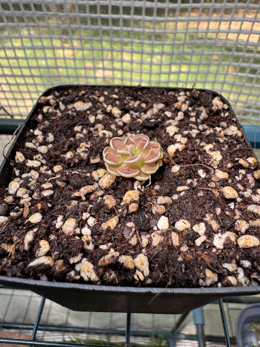 Butterwort-P. Ehlersiae - Botanic Bites