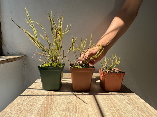 Temperate Sundew-D. Binata var Dichotoma "Extrema" - Botanic Bites