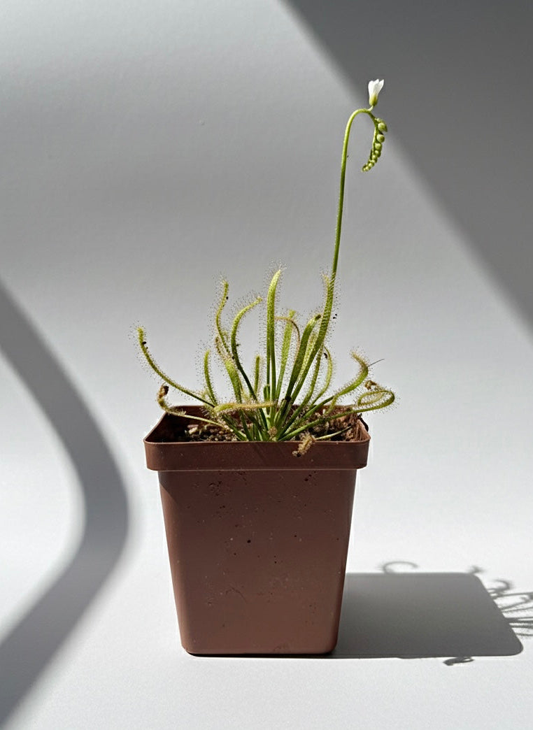 Tropical Sundew-D. Capensis "Alba" - Botanic Bites