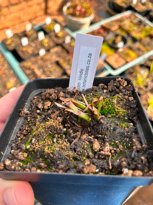 Sarracenia ‘Judith Hindle’ Medium-Large