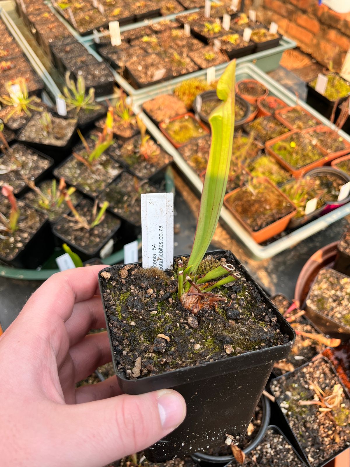 Sarracenia “Sarracenia 64”