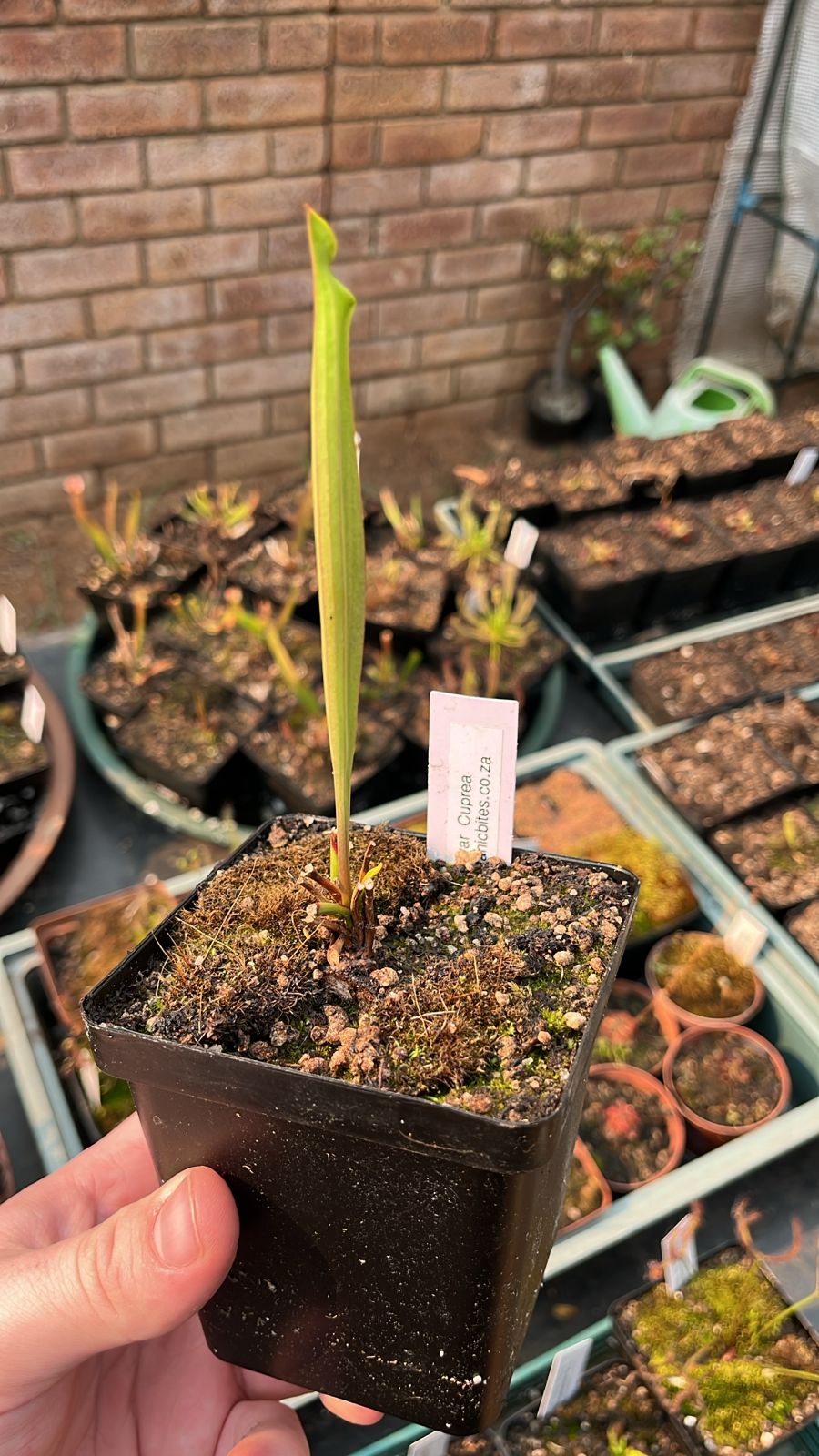 Sarracenia Flava var. Cuprea