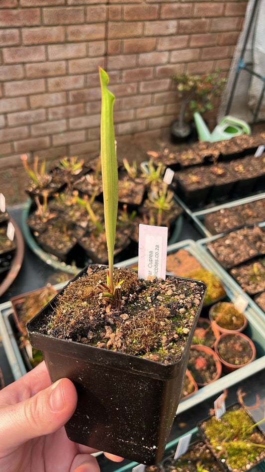 Sarracenia Flava var. Cuprea