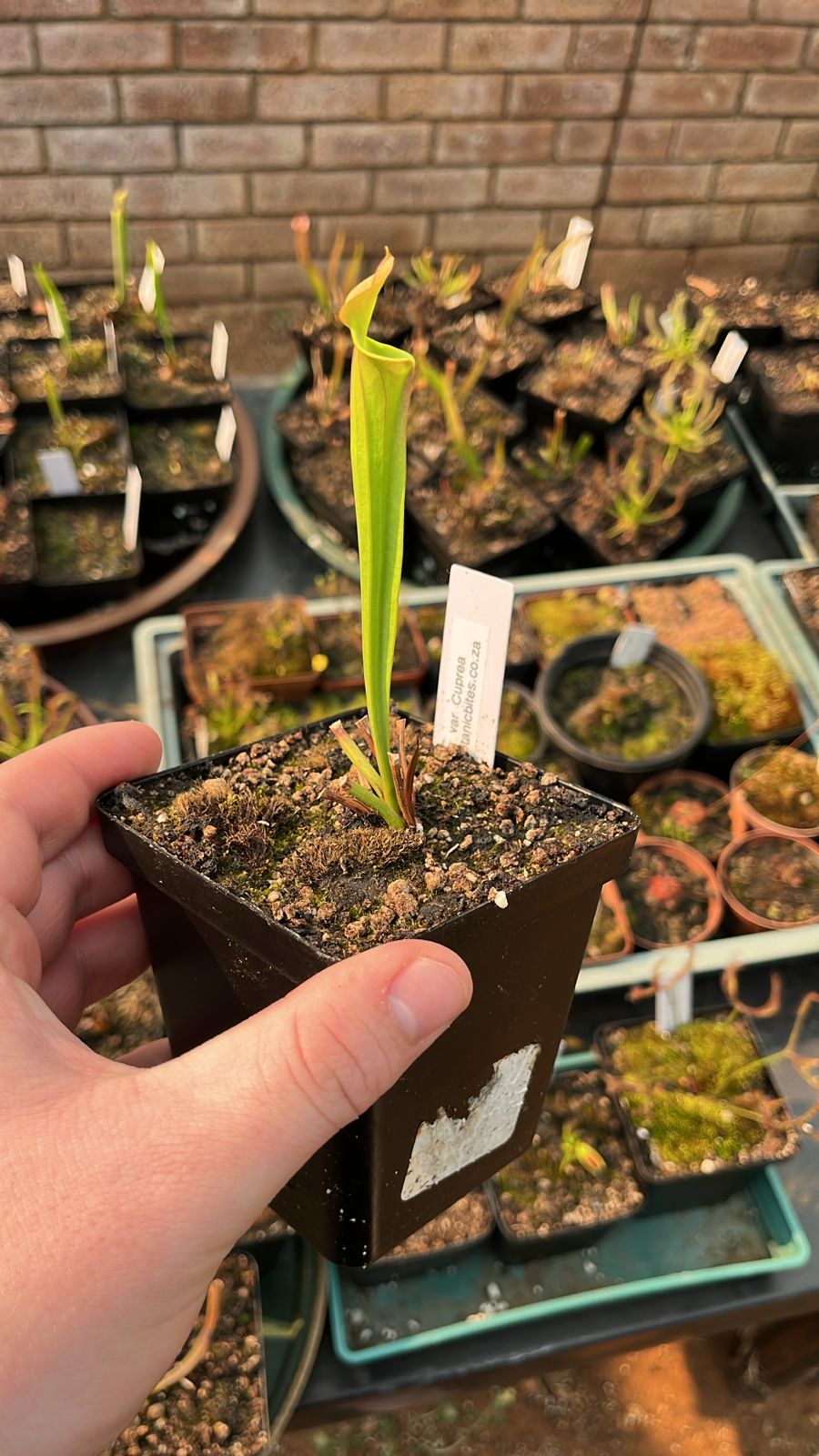 Sarracenia Flava var. Cuprea