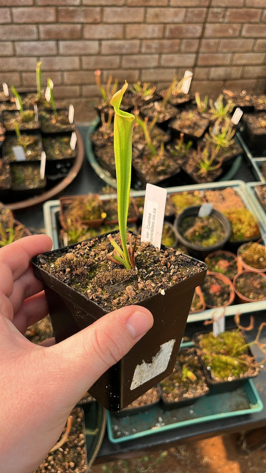 Sarracenia Flava var. Cuprea