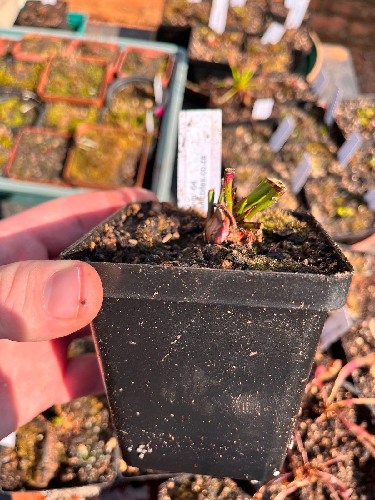 Sarracenia “Sarracenia 64”