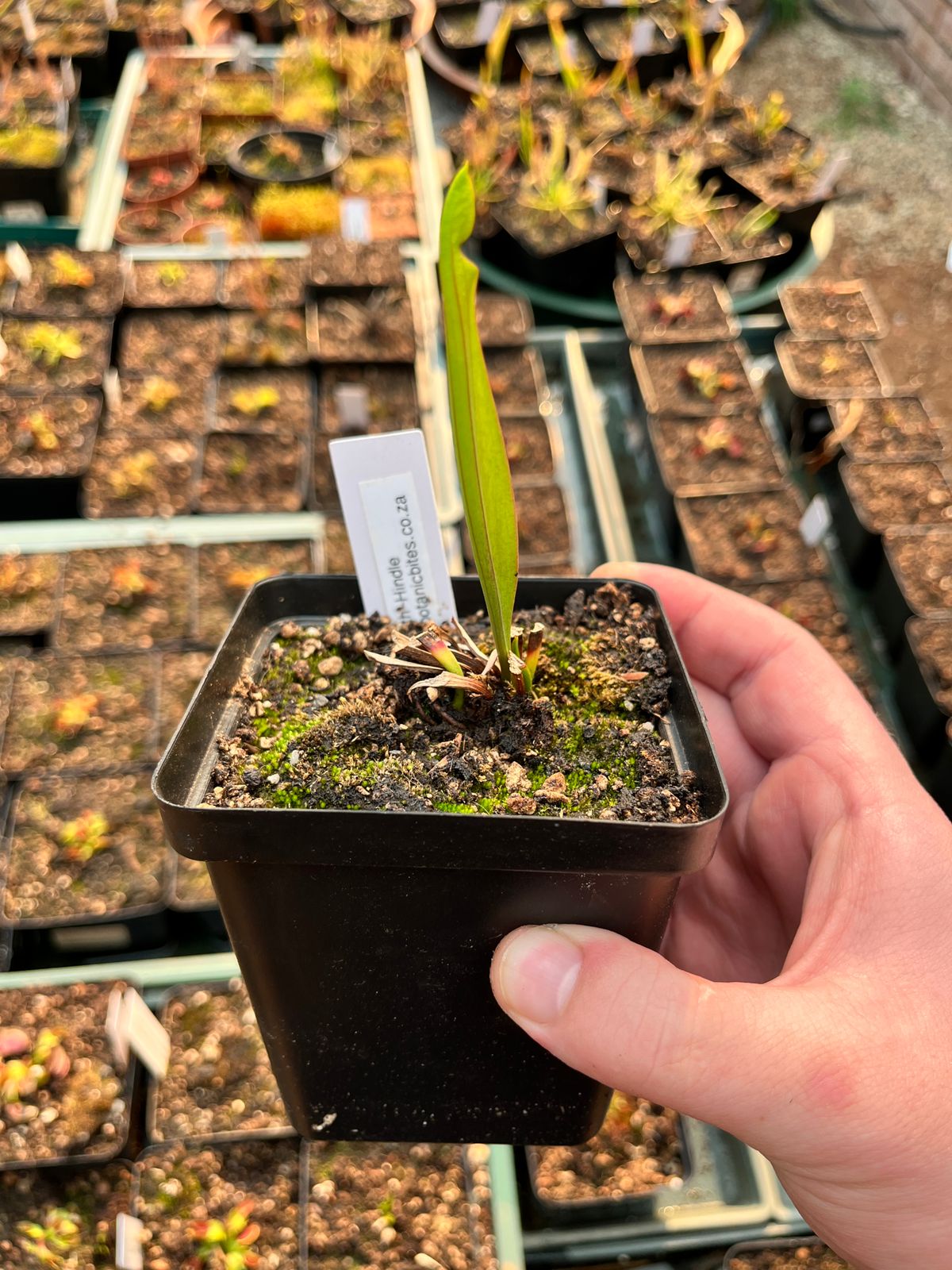 Sarracenia ‘Judith Hindle’ Medium-Large