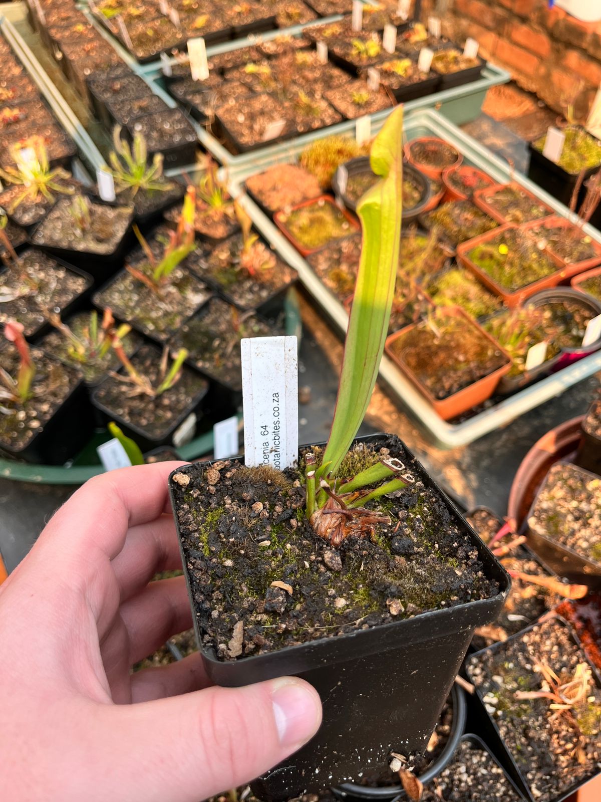 Sarracenia “Sarracenia 64”